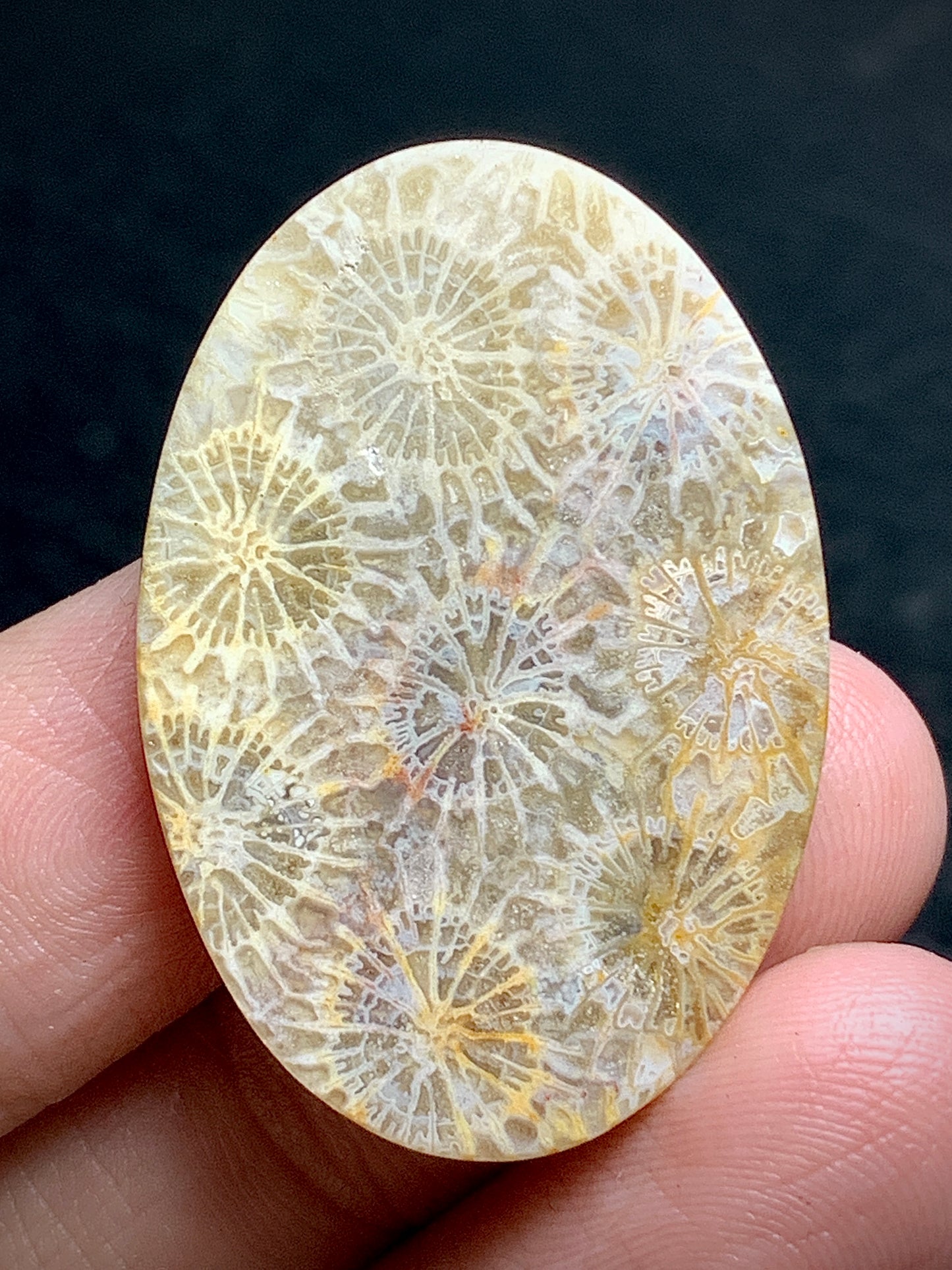 Coral Fossil Oval Cabochon 34x23x5.7mm