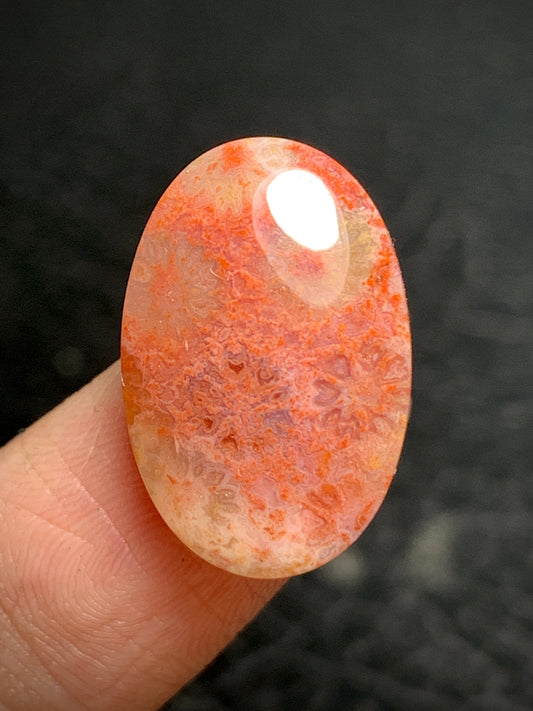 Unique Coral Fossil Oval Cabochon 20x18.3x5.7mm