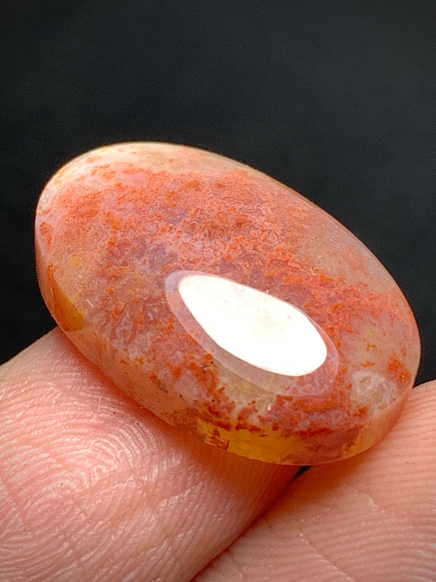 Unique Coral Fossil Oval Cabochon 20x18.3x5.7mm