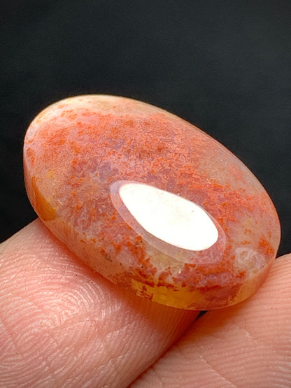 Unique Coral Fossil Oval Cabochon 20x18.3x5.7mm