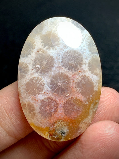 Unique Coral Fossil Oval Cabochon 34x23x6mm