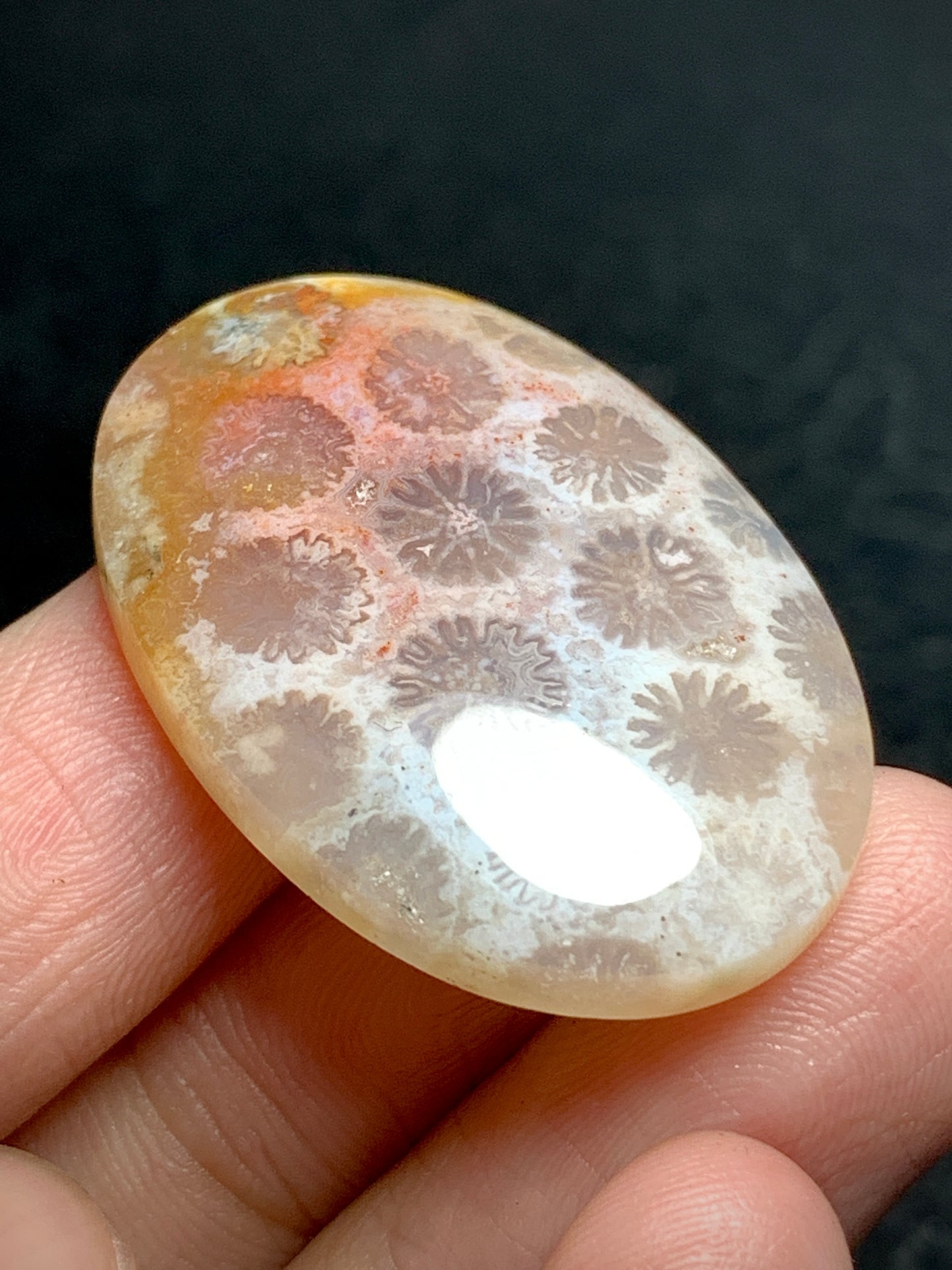 Unique Coral Fossil Oval Cabochon 34x23x6mm