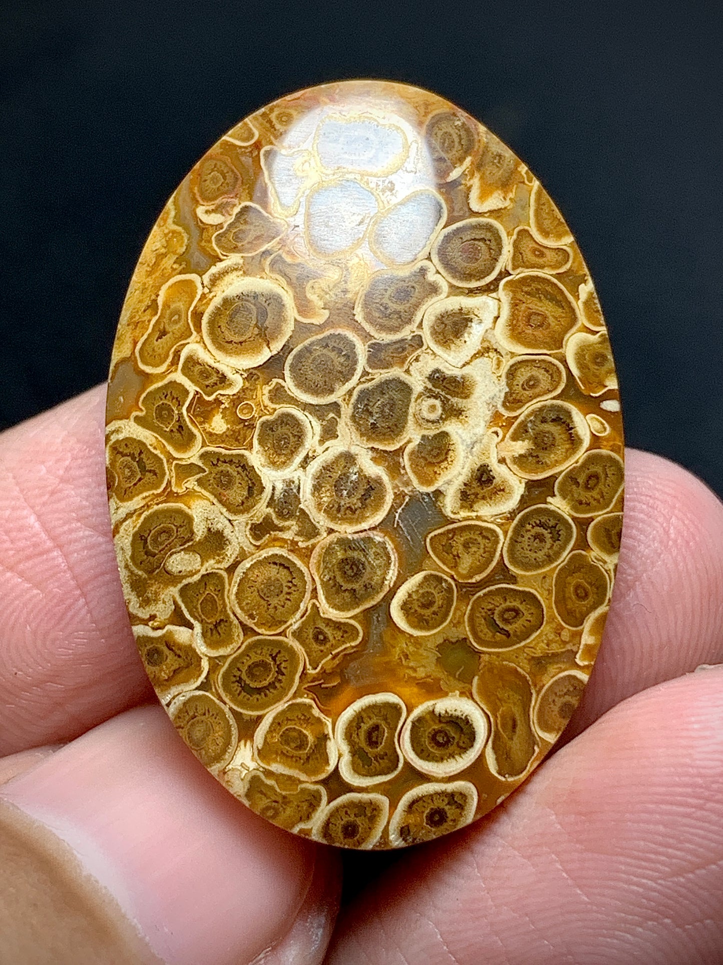 Petrified Palm Root Oval Cabochon 31.8x21.4x5.5mm