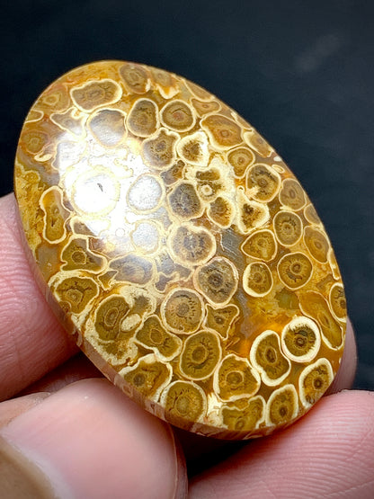 Petrified Palm Root Oval Cabochon 31.8x21.4x5.5mm