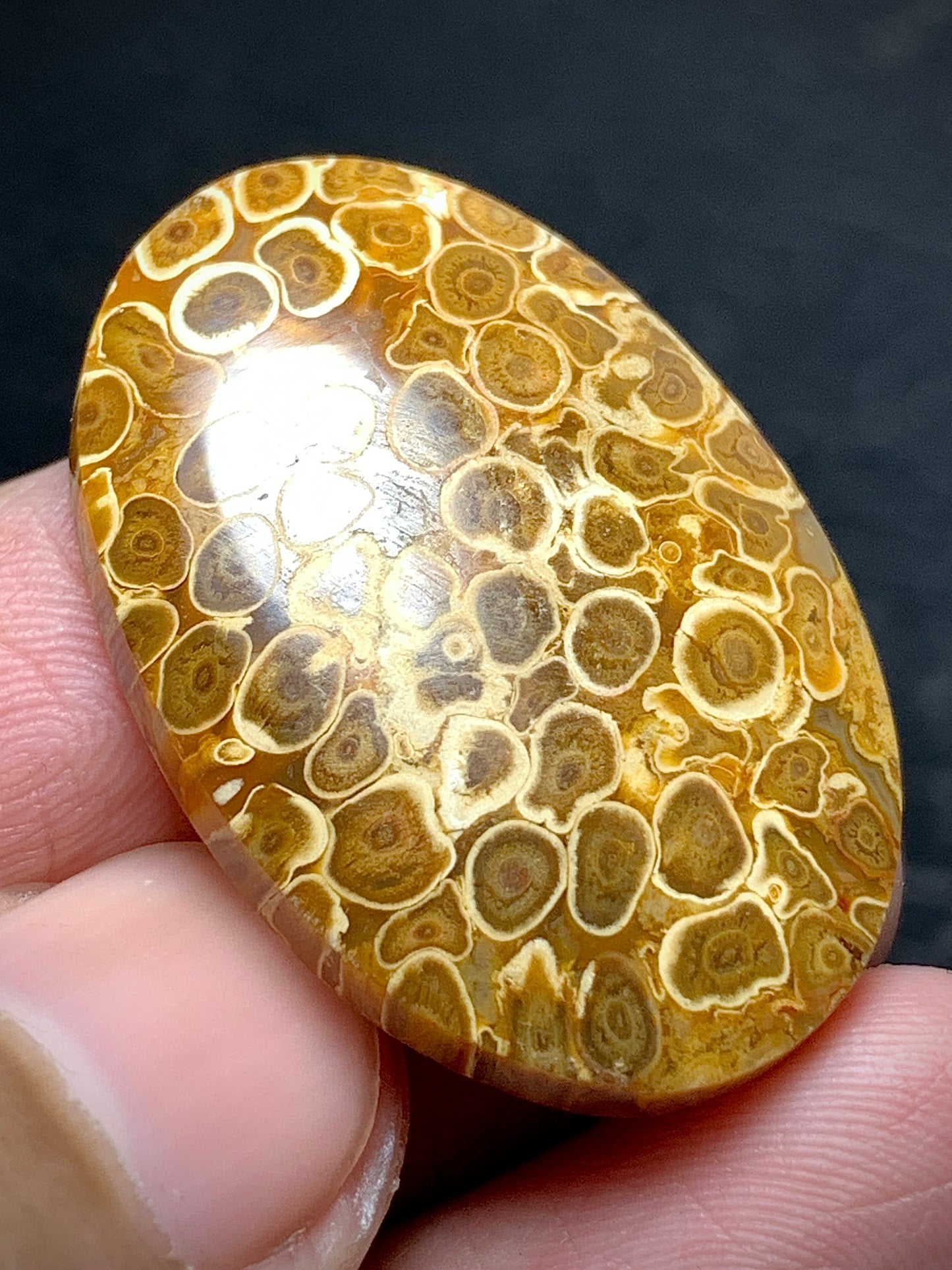 Petrified Palm Root Oval Cabochon 31.8x21.4x5.5mm