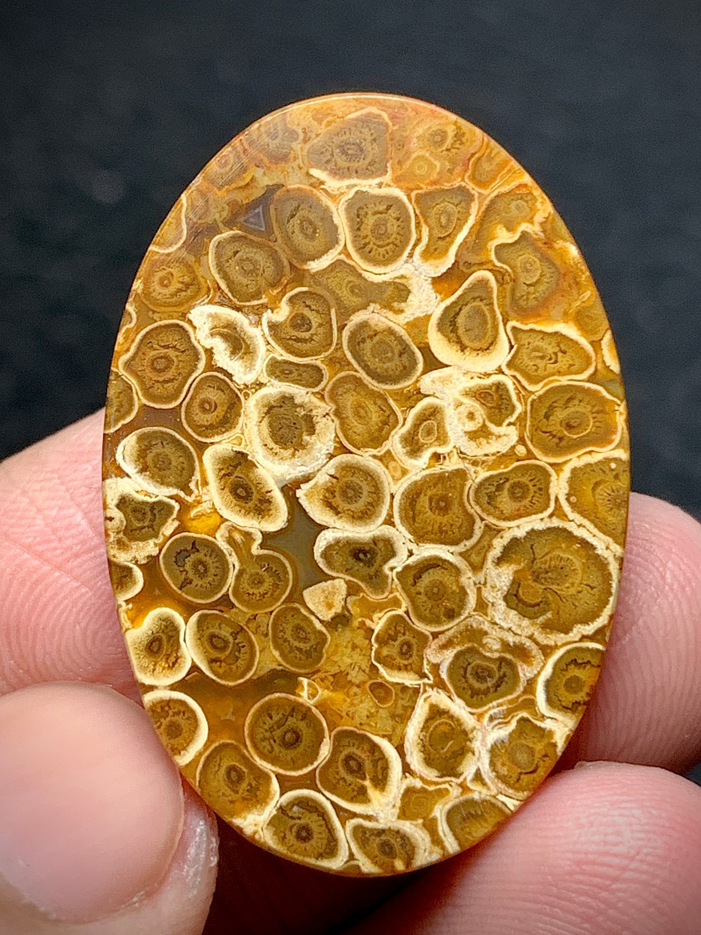 Petrified Palm Root Oval Cabochon 31.8x21.4x5.5mm