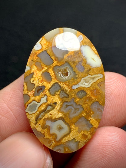 Petrified Palmroot Oval Cabochon  27x18x5.2mm with Pocket Fortification