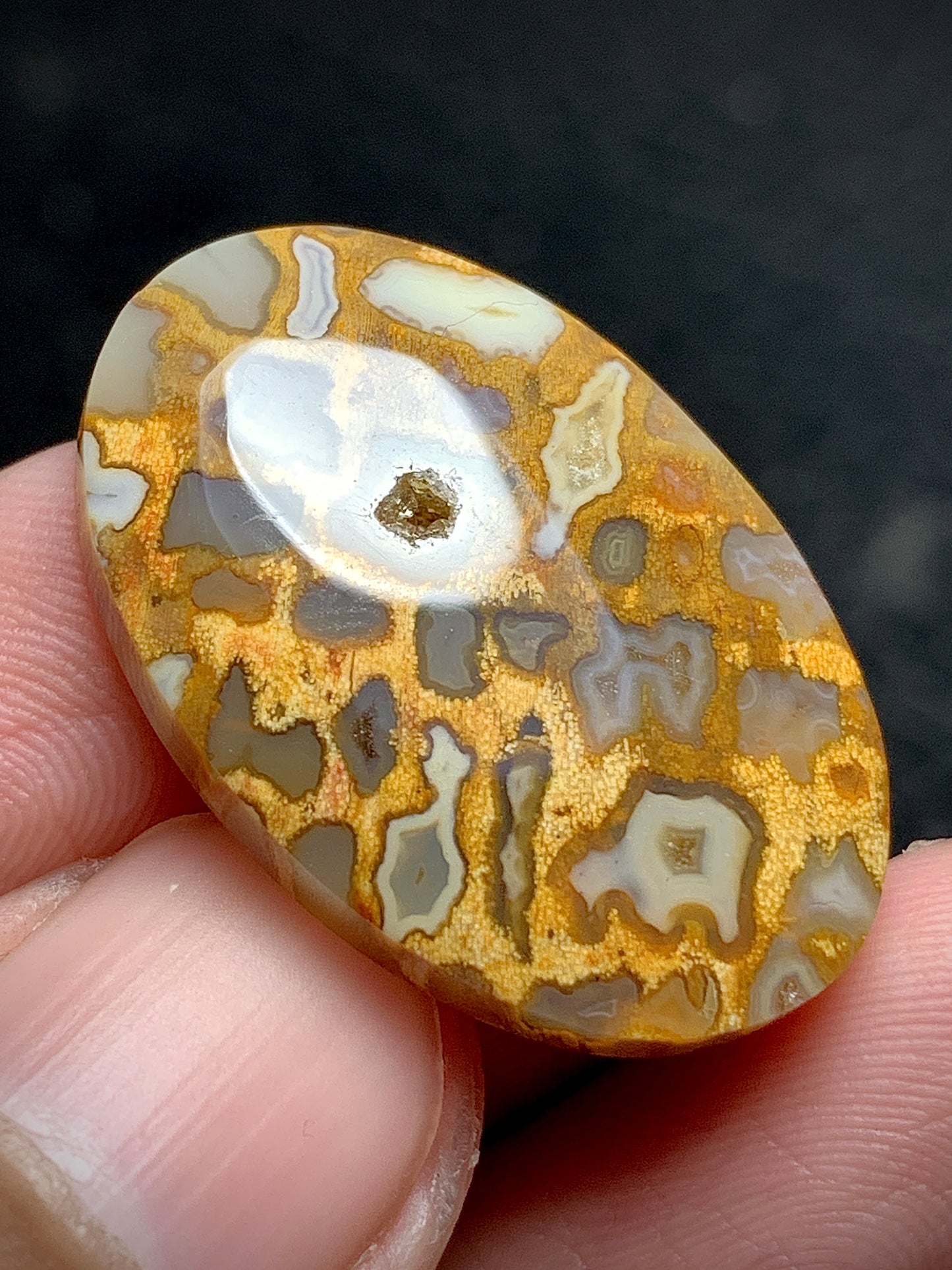 Petrified Palmroot Oval Cabochon  27x18x5.2mm with Pocket Fortification