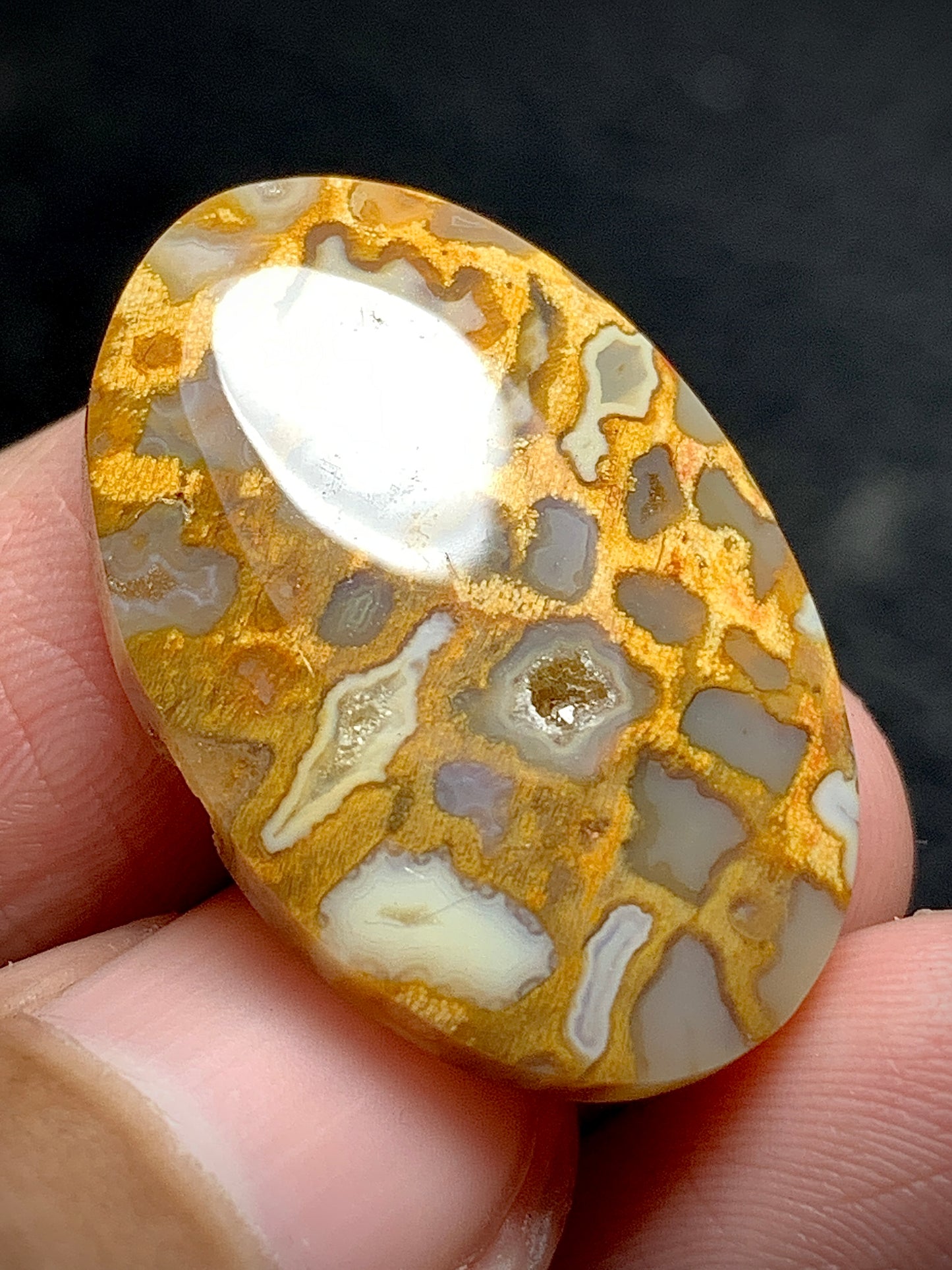 Petrified Palmroot Oval Cabochon  27x18x5.2mm with Pocket Fortification