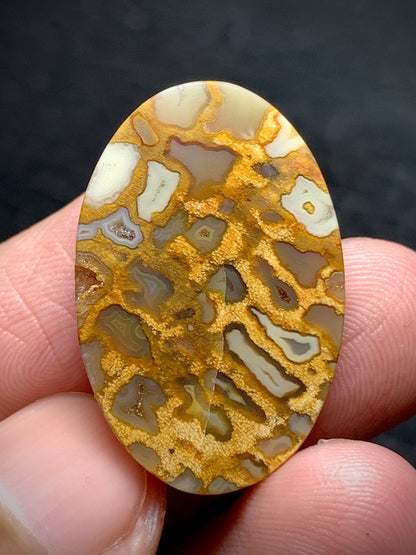 Petrified Palmroot Oval Cabochon  27x18x5.2mm with Pocket Fortification