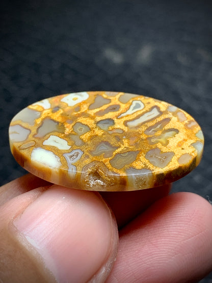 Petrified Palmroot Oval Cabochon  27x18x5.2mm with Pocket Fortification