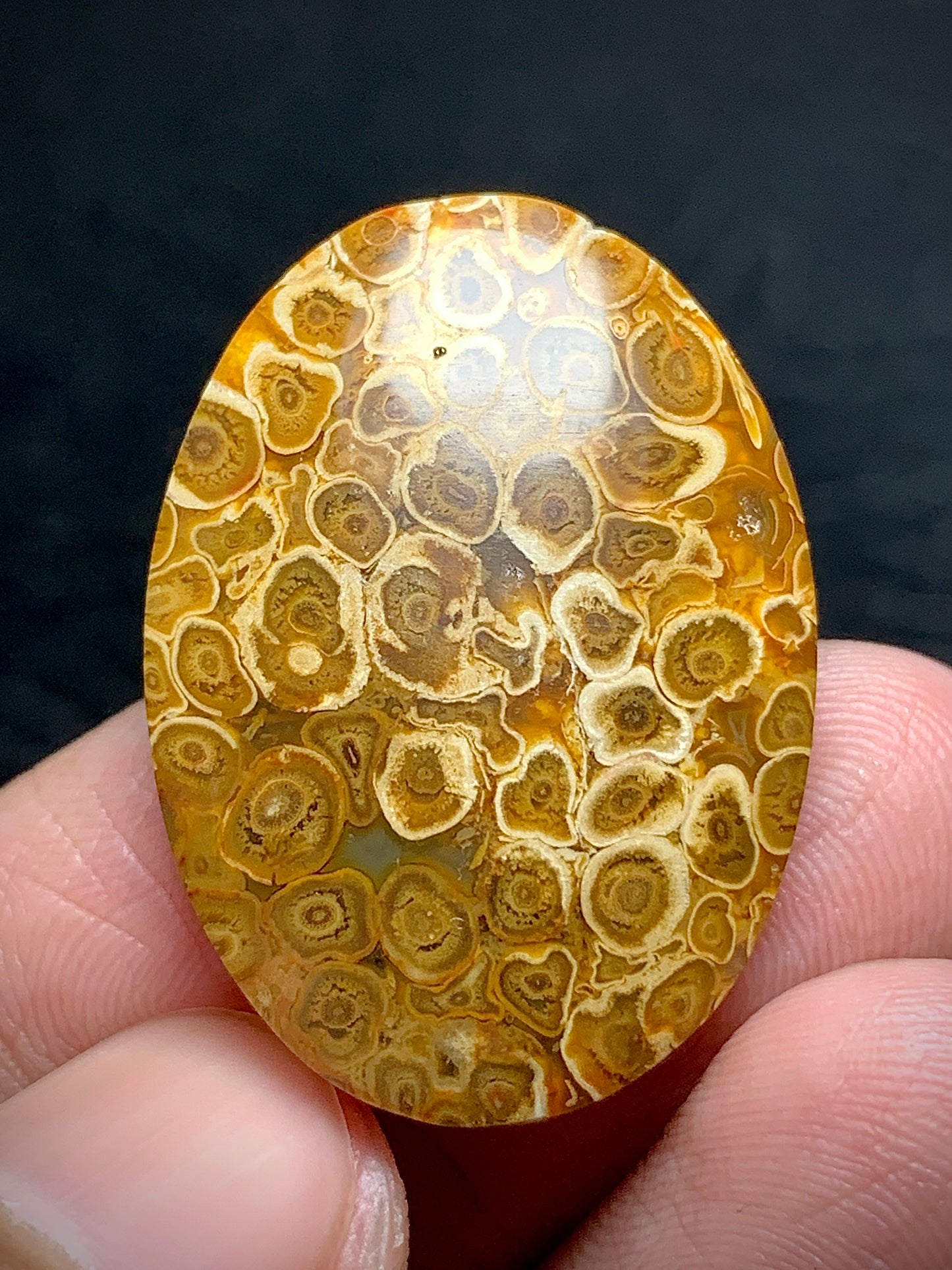 Petrified Palmroot Oval Cabochon 29.7x21.2x5.3mm