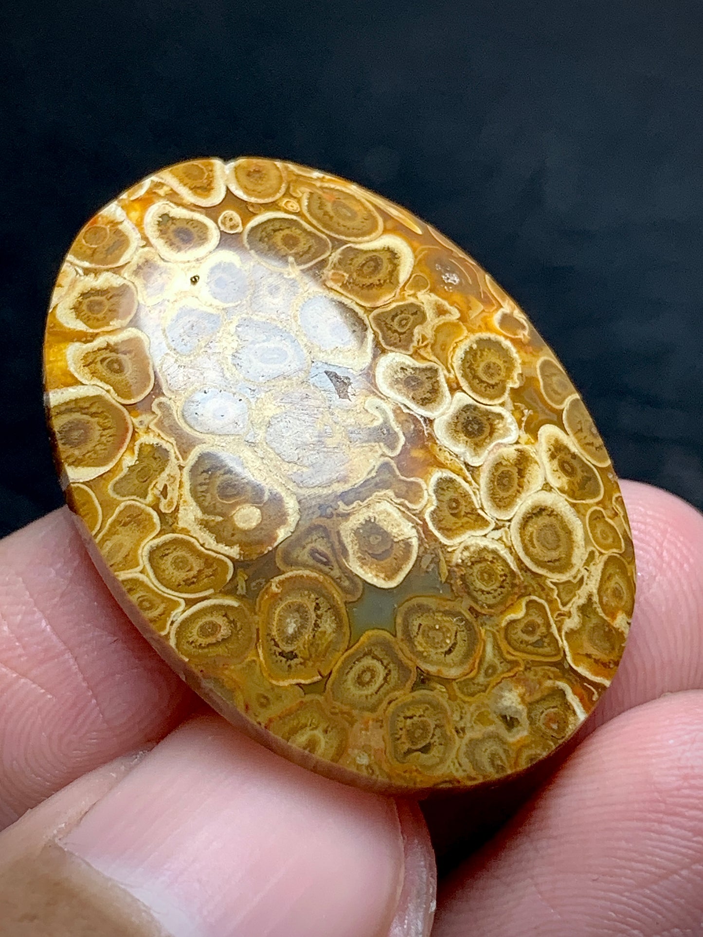 Petrified Palmroot Oval Cabochon 29.7x21.2x5.3mm