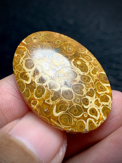 Petrified Palmroot Oval Cabochon 29.7x21.2x5.3mm