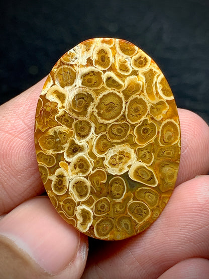 Petrified Palmroot Oval Cabochon 29.7x21.2x5.3mm