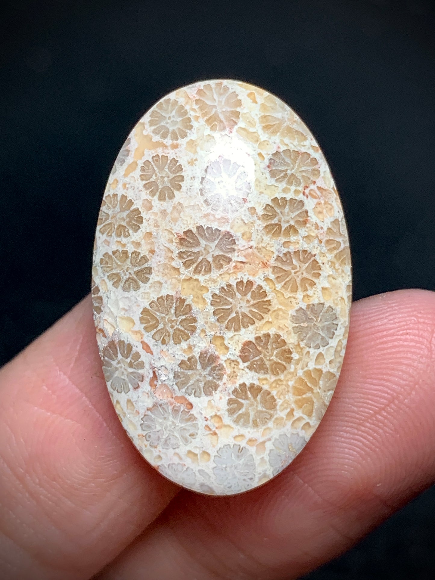 Unique Coral Fossil Oval Cabochon 27x17x6mm