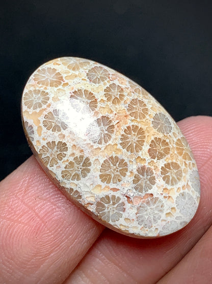 Unique Coral Fossil Oval Cabochon 27x17x6mm