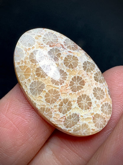 Unique Coral Fossil Oval Cabochon 27x17x6mm