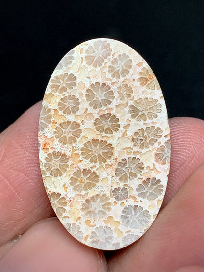 Unique Coral Fossil Oval Cabochon 27x17x6mm