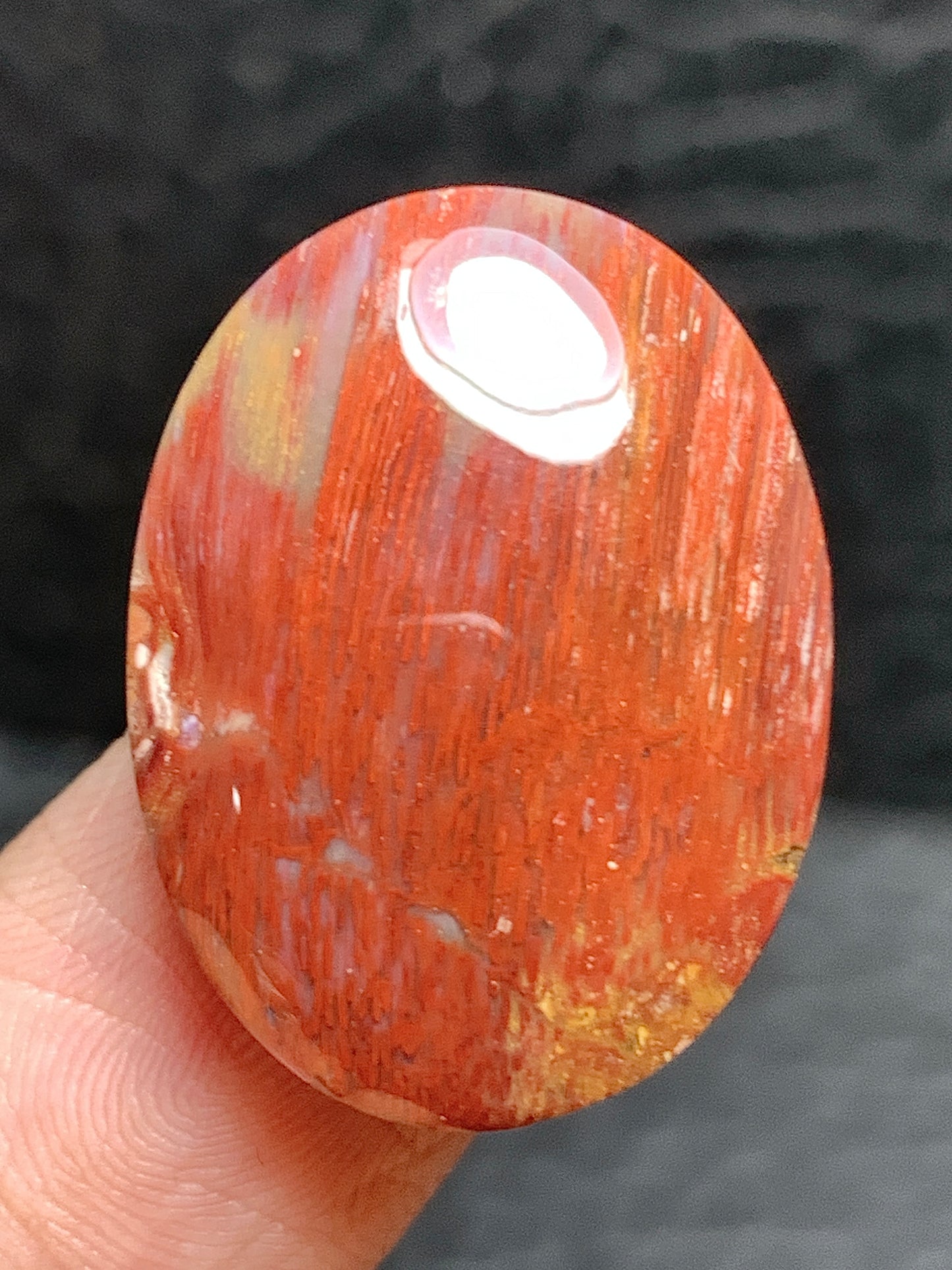 Petrified Palmwood Oval Cabochon 23x17x6mm