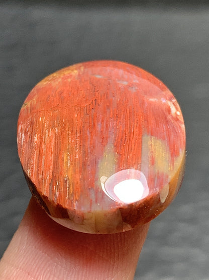 Petrified Palmwood Oval Cabochon 23x17x6mm