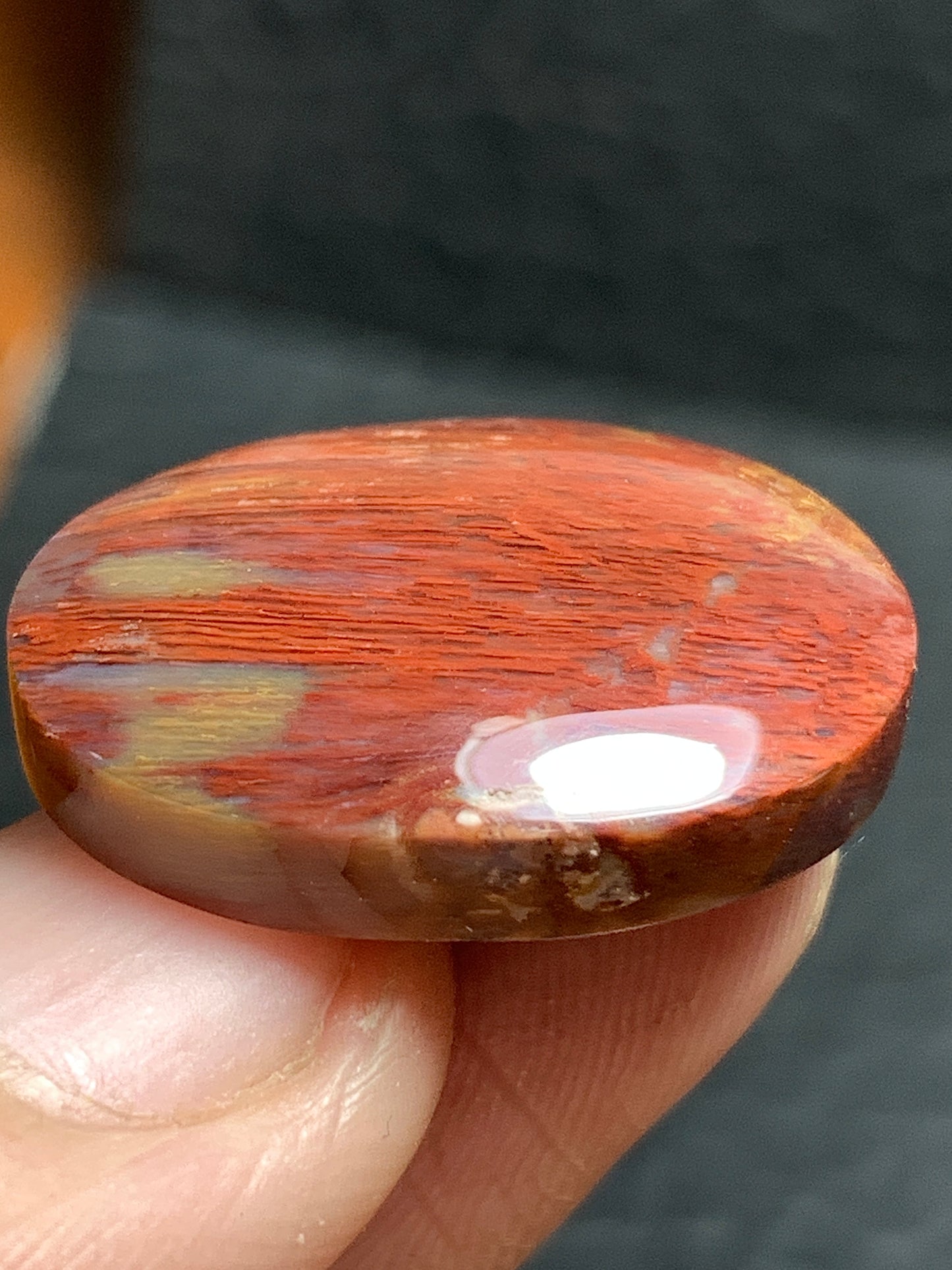 Petrified Palmwood Oval Cabochon 23x17x6mm