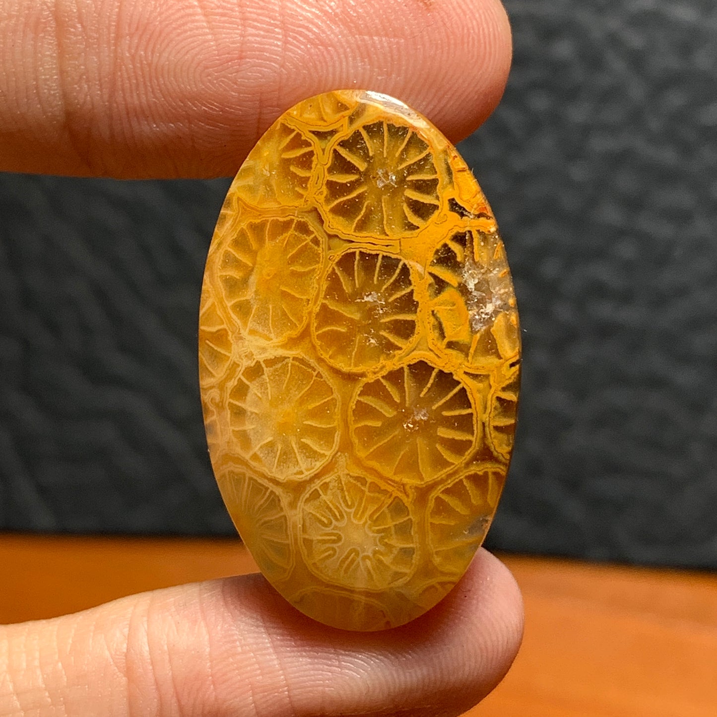 Unique Coral Fossil Oval Cabochon 31x19x5.5mm with Lemon Slice Patterns