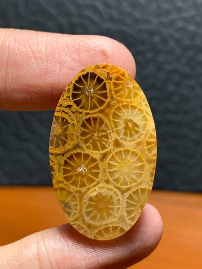 Unique Coral Fossil Oval Cabochon 31x19x5.5mm with Lemon Slice Patterns