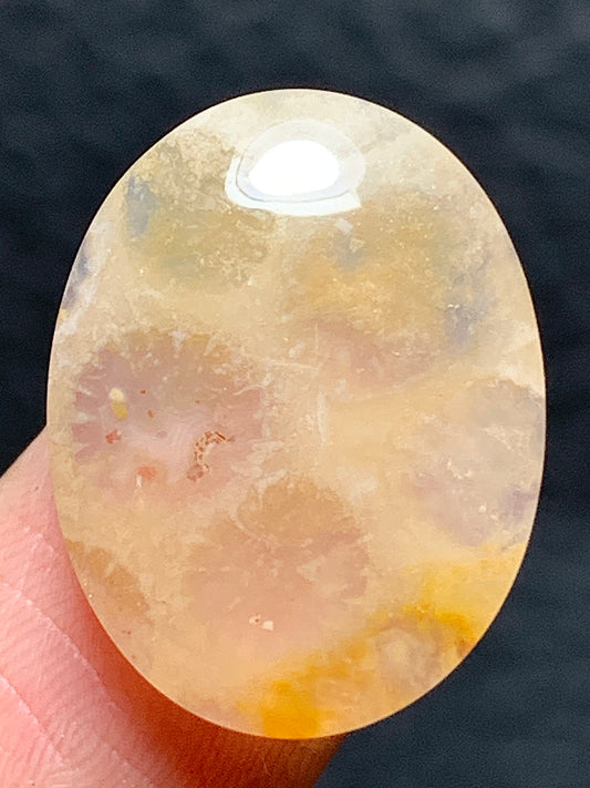 Tiny Coral Fossil Oval Cabochon 19x15x4.5mm