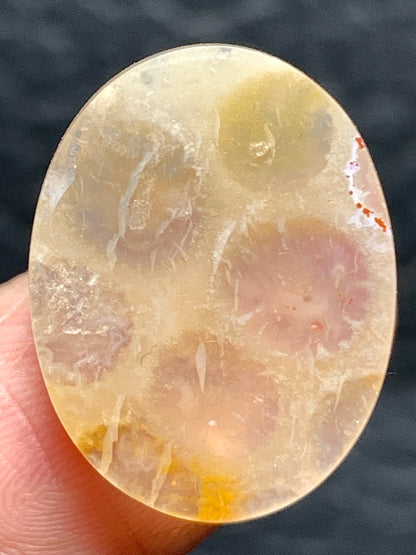 Tiny Coral Fossil Oval Cabochon 19x15x4.5mm