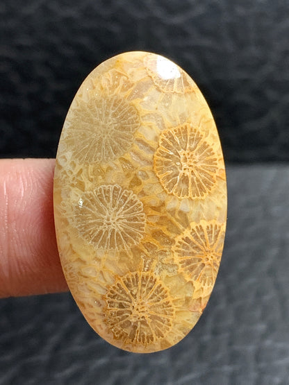 Unique Coral Fossil Oval Cabochon 32x18.2x5mm