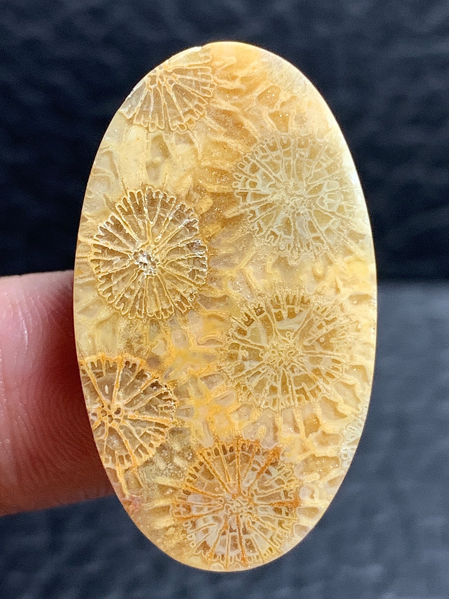 Unique Coral Fossil Oval Cabochon 32x18.2x5mm