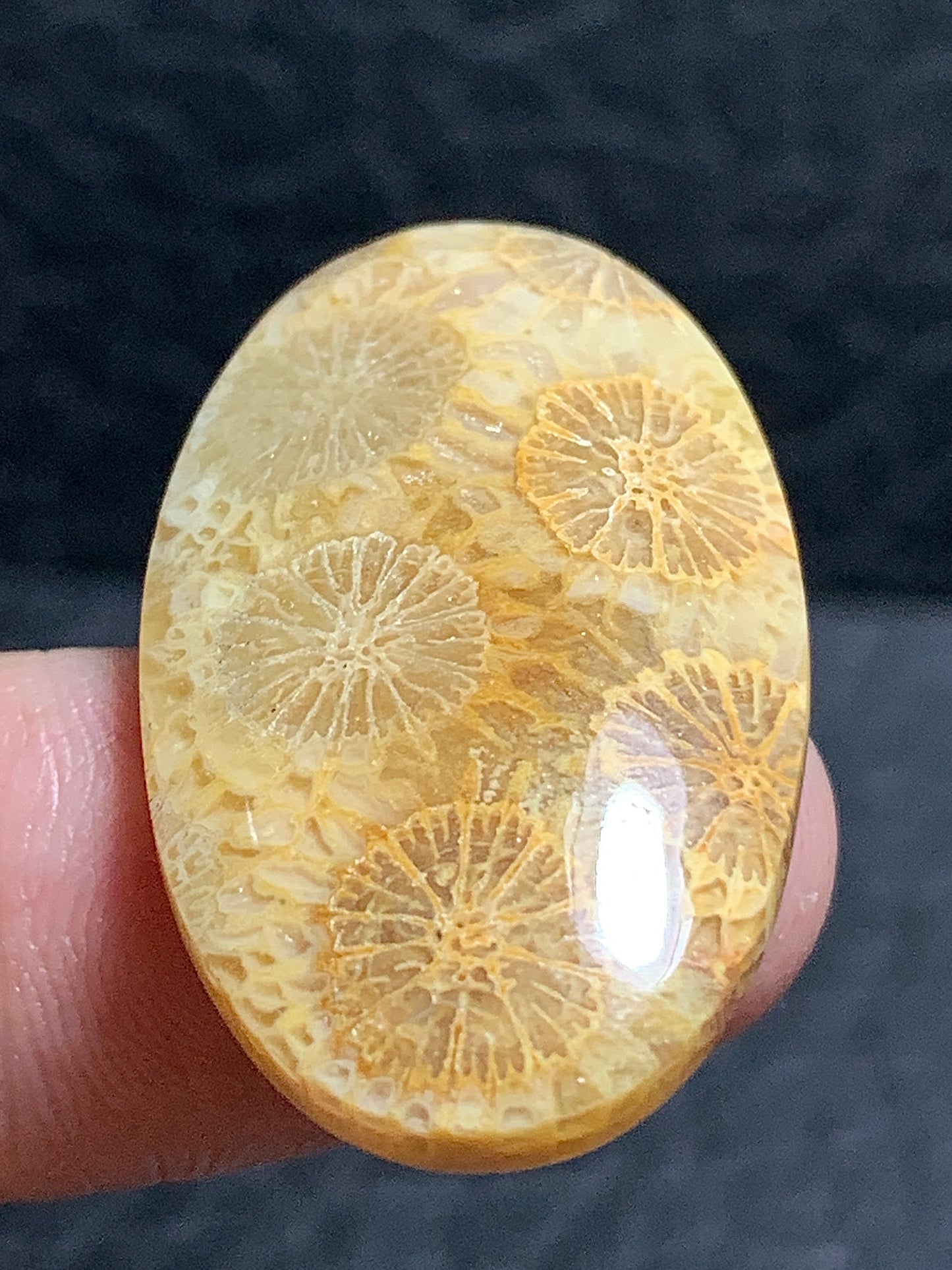 Unique Coral Fossil Oval Cabochon 32x18.2x5mm