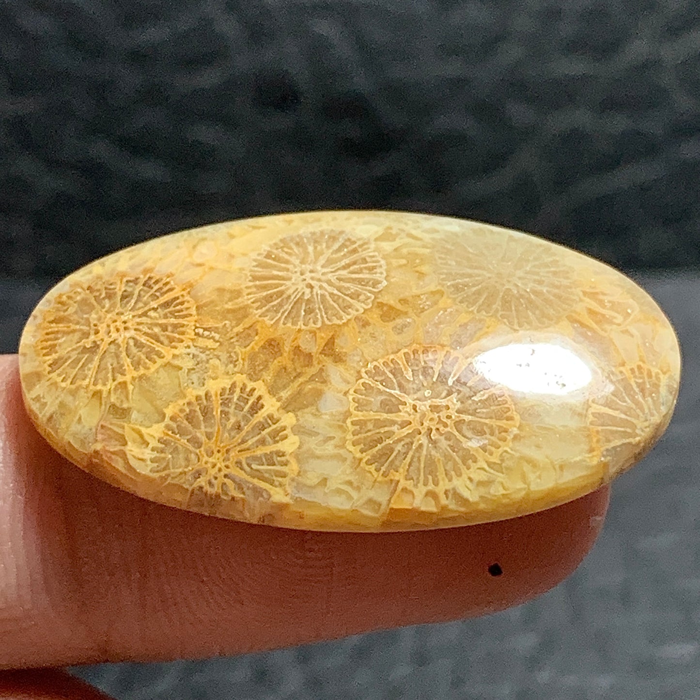 Unique Coral Fossil Oval Cabochon 32x18.2x5mm