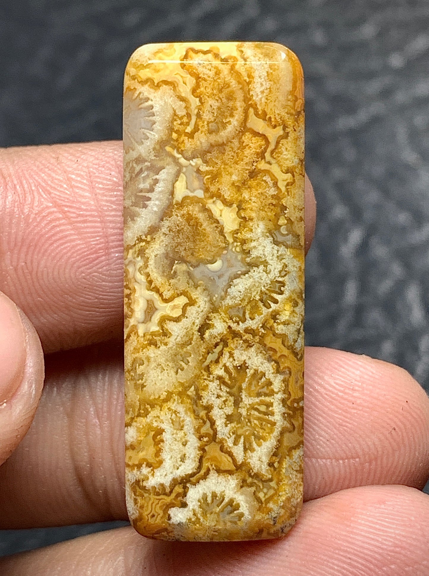 Unique Coral Fossil Rectangle Cabochon 34x12x4.5mm