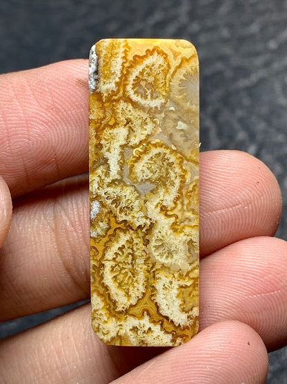 Unique Coral Fossil Rectangle Cabochon 34x12x4.5mm