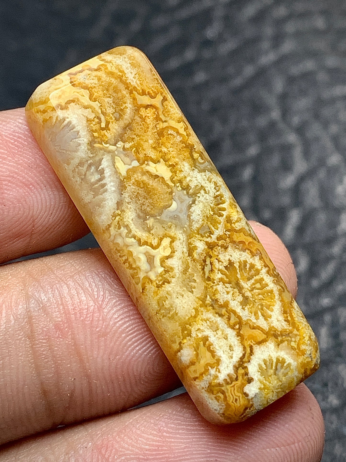 Unique Coral Fossil Rectangle Cabochon 34x12x4.5mm