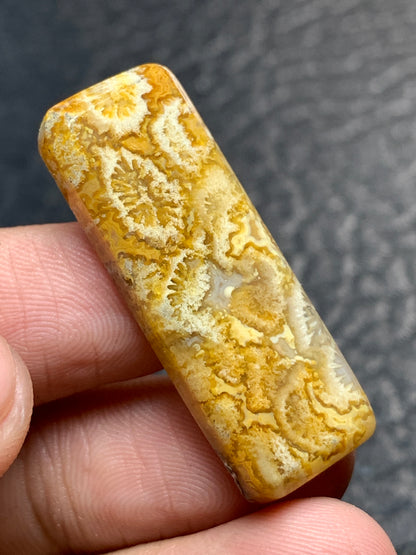 Unique Coral Fossil Rectangle Cabochon 34x12x4.5mm