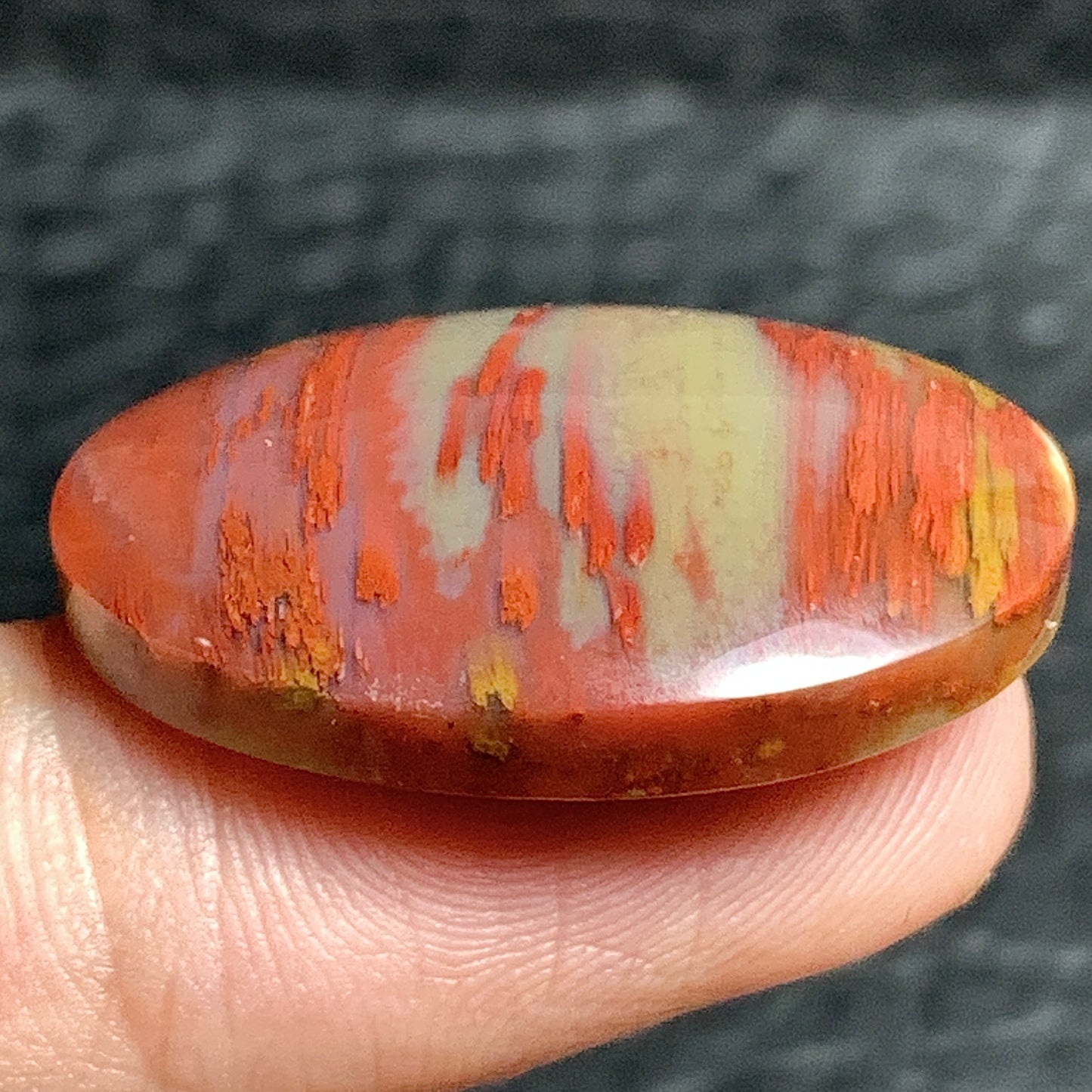 Unique Multicolor Petrified Palmwood Oval Cabochon 28x19x6.2mm