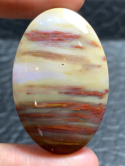 Unique Multicolor Petrified Palmwood Oval Cabochon 32.5x21.5x5.8mm