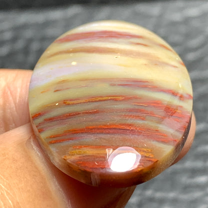 Unique Multicolor Petrified Palmwood Oval Cabochon 32.5x21.5x5.8mm