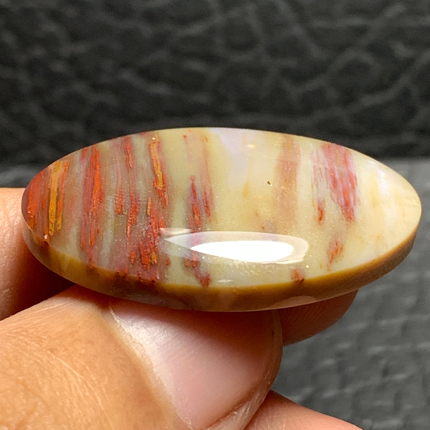 Unique Multicolor Petrified Palmwood Oval Cabochon 32.5x21.5x5.8mm