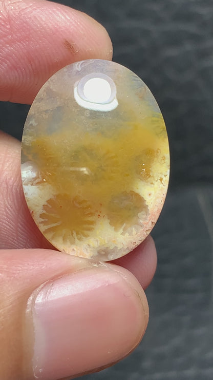 Unique Coral Fossil Oval Cabochon 23x17x5mm