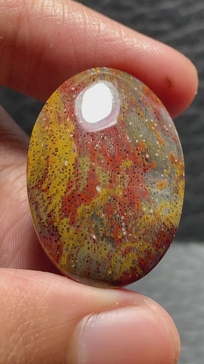 Multicolor Petrified Palmwood Oval Cabochon 30.3x21x6mm