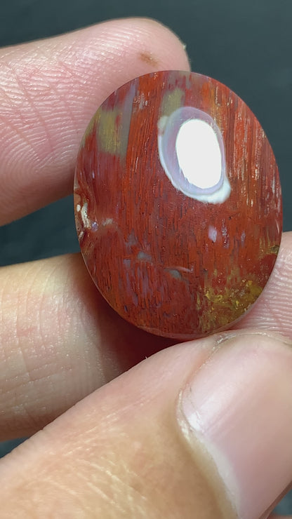 Petrified Palmwood Oval Cabochon 23x17x6mm