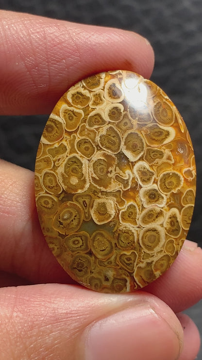 Petrified Palmroot Oval Cabochon 29.7x21.2x5.3mm