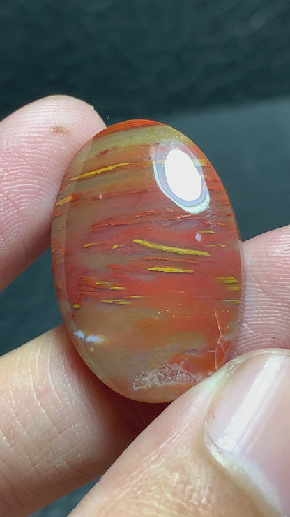 Multicolor Petrified Palmwood Oval Cabochon 28x18.3x6mm