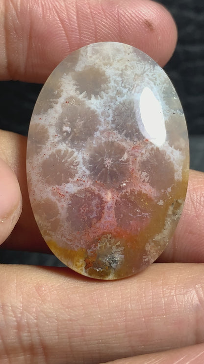 Unique Coral Fossil Oval Cabochon 34x23x6mm