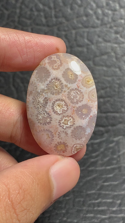 Unique Coral Fossil Oval Cabochon 35x19x7.5 mm