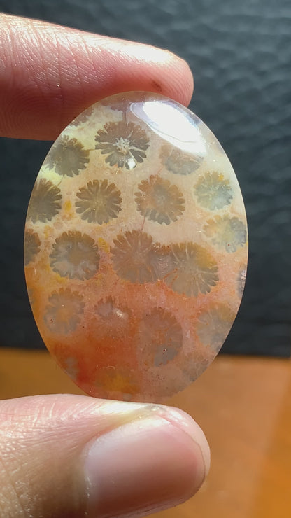 Unique Coral Fossil Oval Cabochon 36x25x5.7 mm